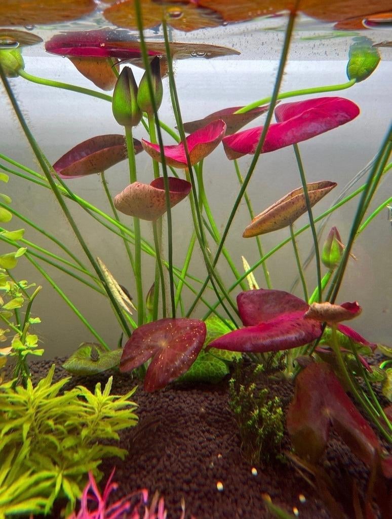 SUPER ZELDZAME Lotus aquarium plant, Ophalen of Verzenden, Nieuw, Plant(en), Steen of Hout