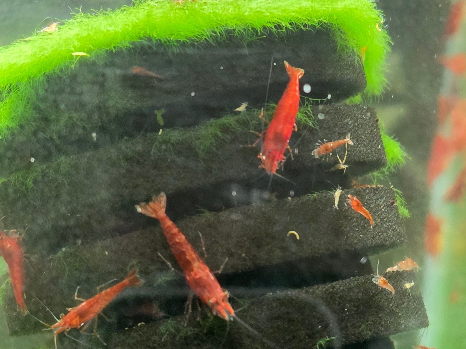 Red Shakura Neocaridina Garnalen, Kreeft, Krab of Garnaal, Zoetwatervis, Schoolvis