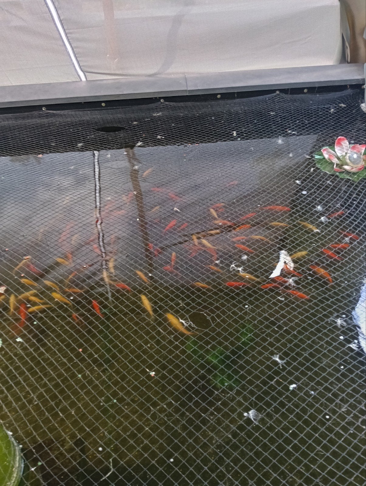 ongeveer 50 vijvervissen (gem. 15 cm), Goudvis(sen)