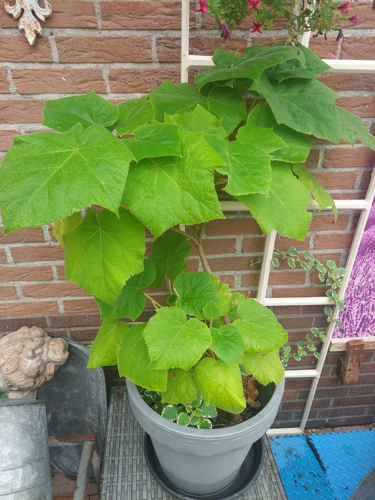 Anna Paulownaboom - snelgroeiende en bloeiende boom, Volle zon, Vaste plant, Lente, Ophalen