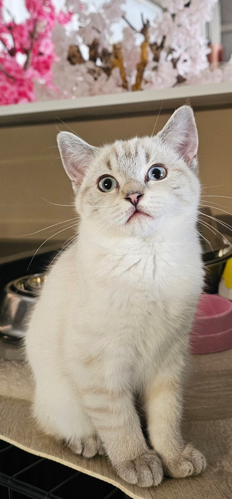 britse korthaar kittens nog 1 beschikbaar, Dieren en Toebehoren, Meerdere dieren, Gechipt, 0 tot 2 jaar