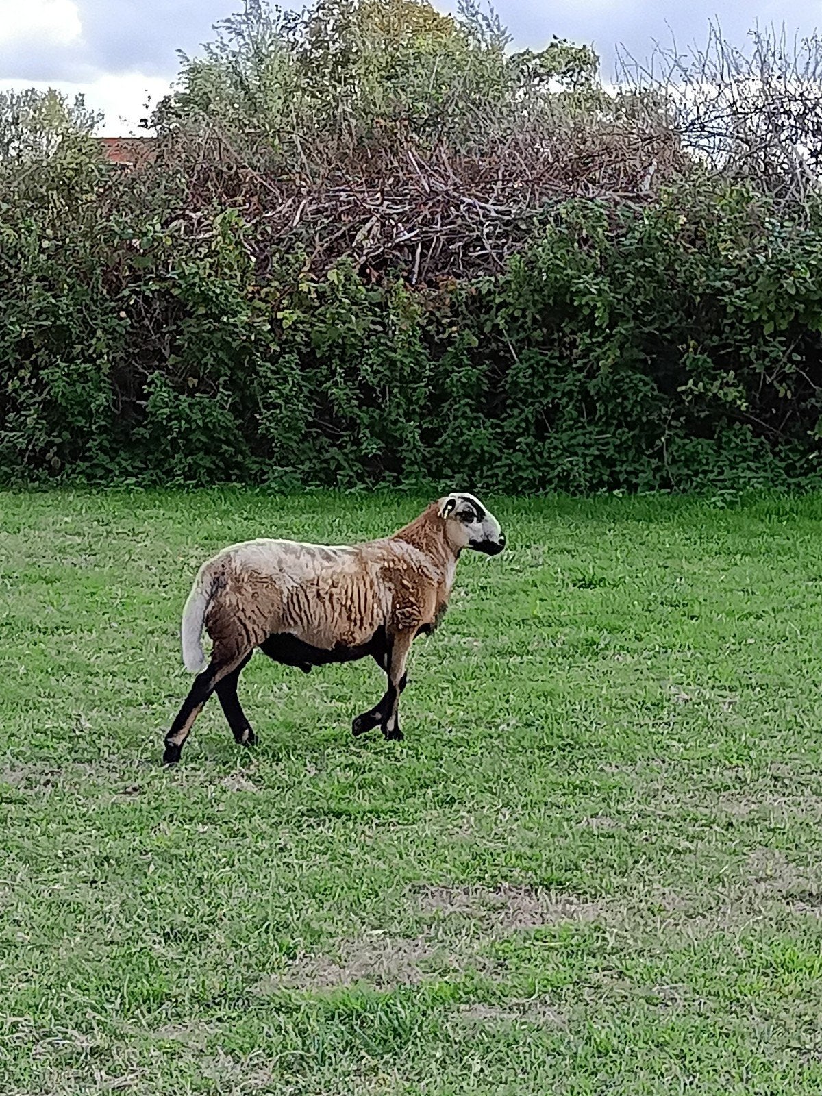 maasduinen schapen rammen te koop, Mannelijk, Schaap, 0 tot 2 jaar