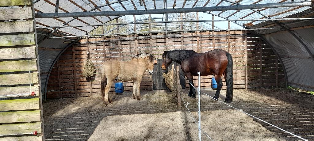 Stalling aangeboden in Sommelsdijk, Dieren en Toebehoren, Stalling en Weidegang, Stalling, Weidegang