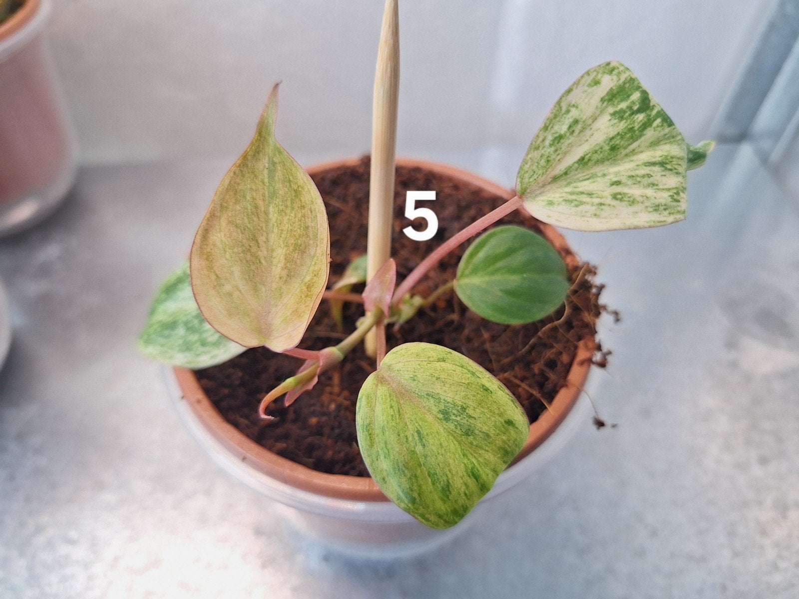 Philodendron Micans Mint/Pink Variegata - Zeldzame Stek, Huis en Inrichting, Kamerplanten, Overige soorten, In pot, Minder dan 100 cm