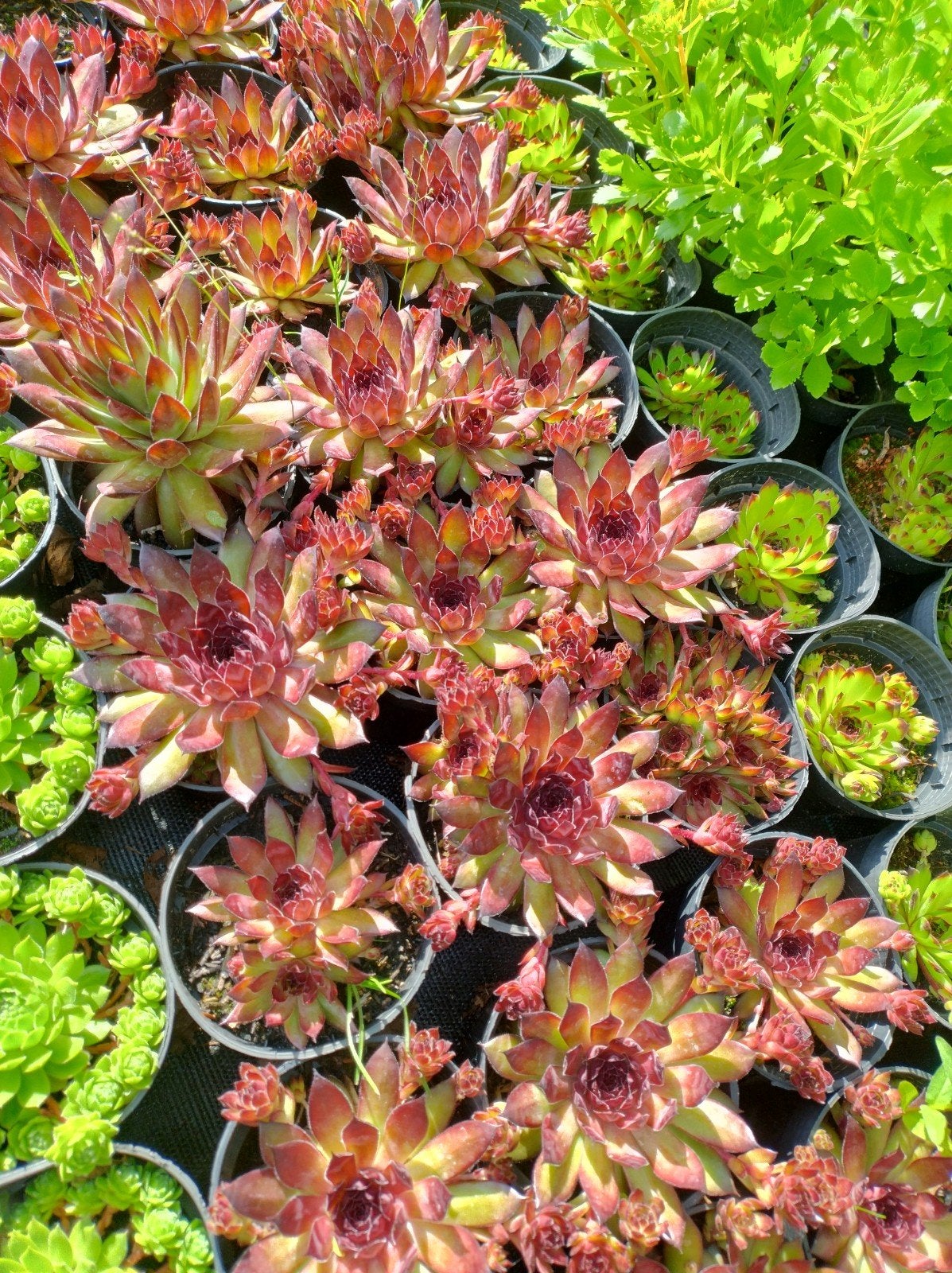 Sempervivum, vetplanten. Bodembedekker P9 planten, Bodembedekkers, Volle zon, Vaste plant, Ophalen of Verzenden