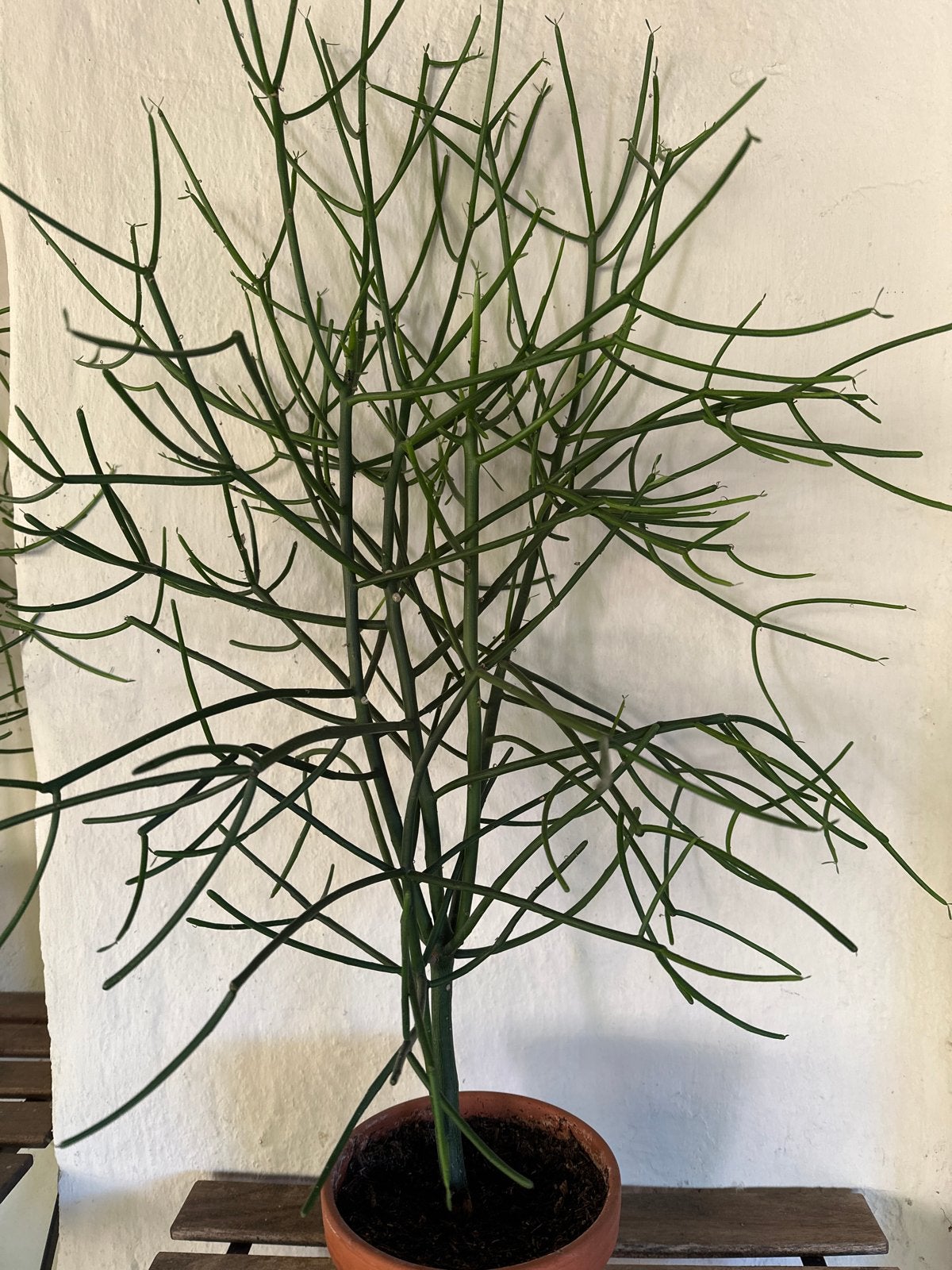 Potloodplant (Euphorbia tirucalli) in terracotta pot, Ophalen, Vetplant, In pot, Minder dan 100 cm