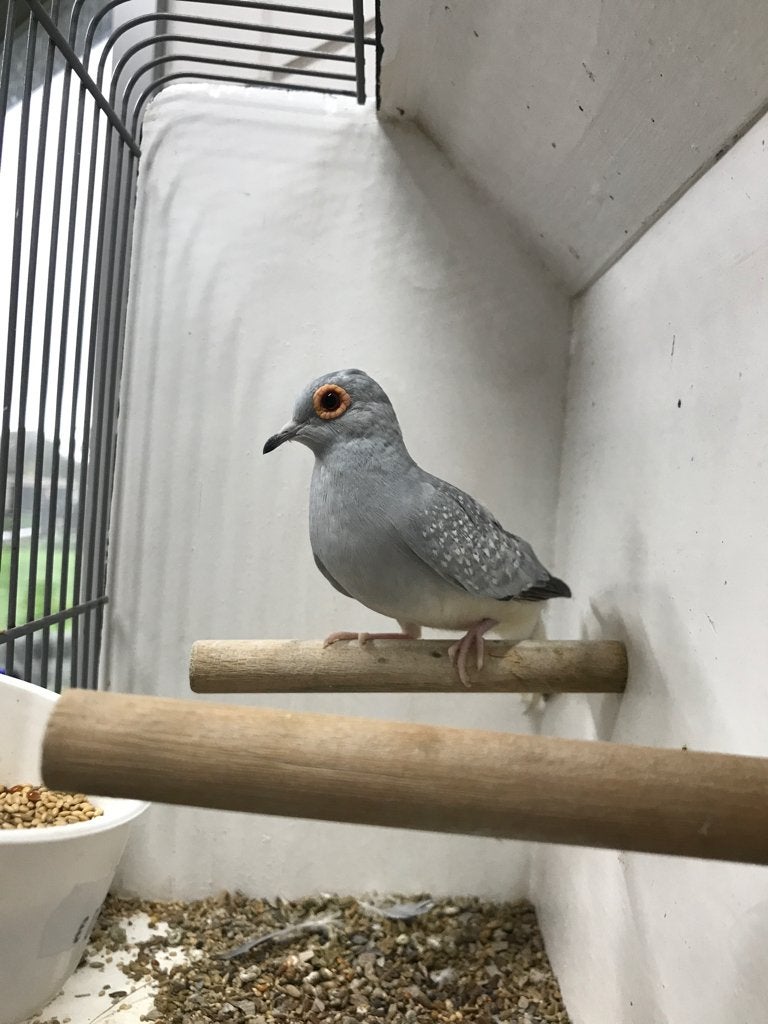 Diamantduif man, maar €6!, Dieren en Toebehoren, Mannelijk, Overige soorten