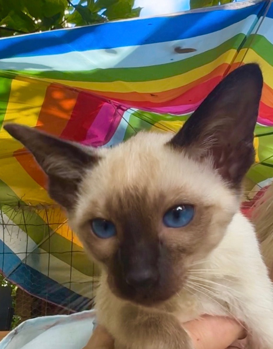 Siamees Kittens, Dieren en Toebehoren, Meerdere dieren, Ingeënt