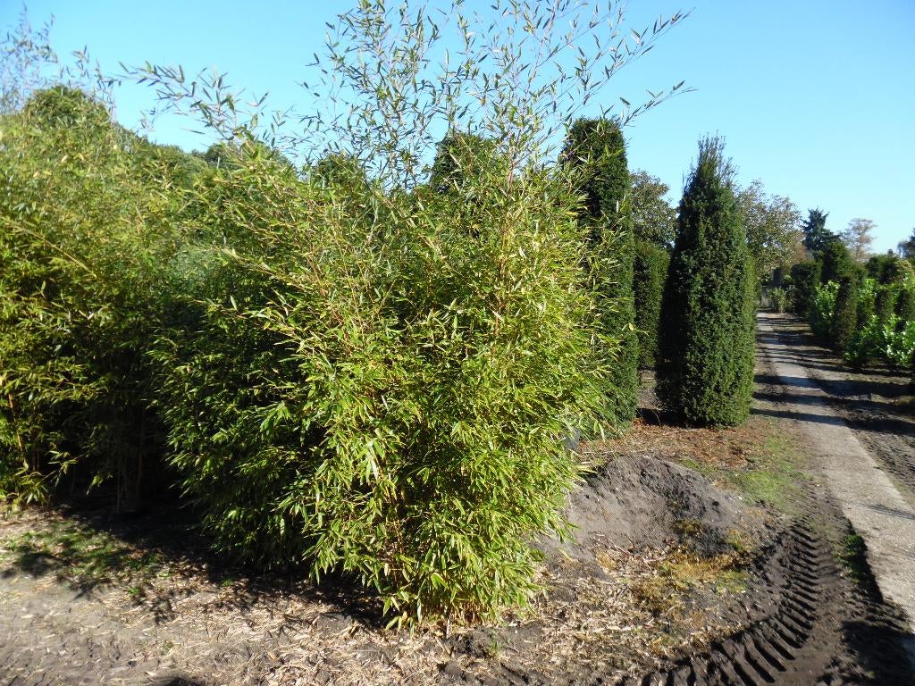 Phyllostachys aurea bamboe, Tuin en Terras, Ophalen, Volle zon, Vaste plant, Siergrassen