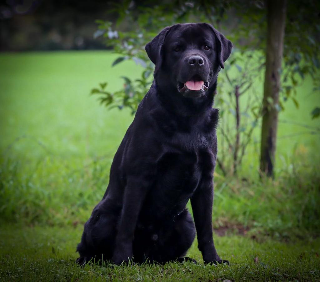 Mooie  forse dekreu aangeboden, Reu, CDV (hondenziekte), Eén hond, 3 tot 5 jaar