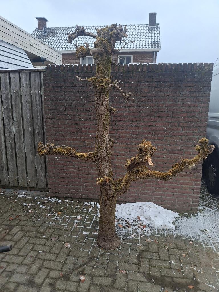 dode peren bomen - decoratief, Ophalen, Gebruikt