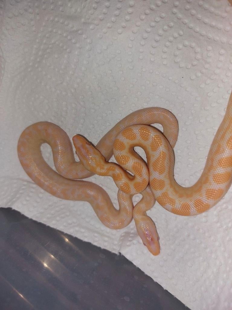 Epicrates Maurus Albino, Dieren en Toebehoren, Reptielen en Amfibieën, Slang, 0 tot 2 jaar