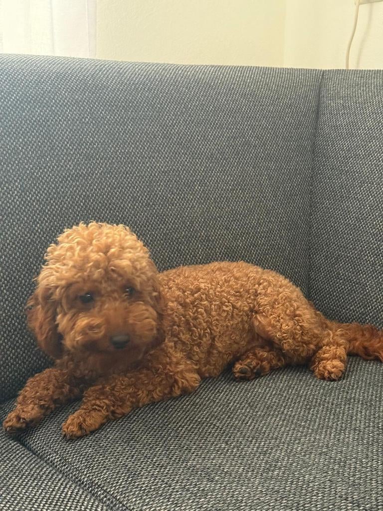Dekreu Toy poedel, Reu, 1 tot 2 jaar, Eén hond, Nederland