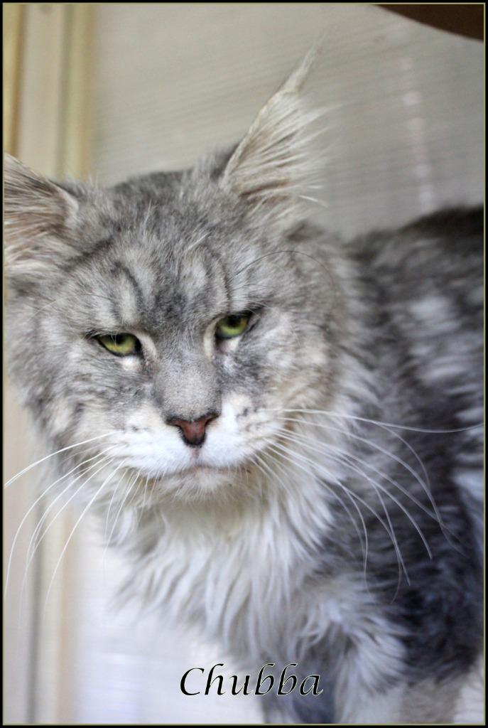 Maine Coon DEKKATERS Silver tab.blotched white ,blue tabby, Dieren en Toebehoren, 3 tot 5 jaar