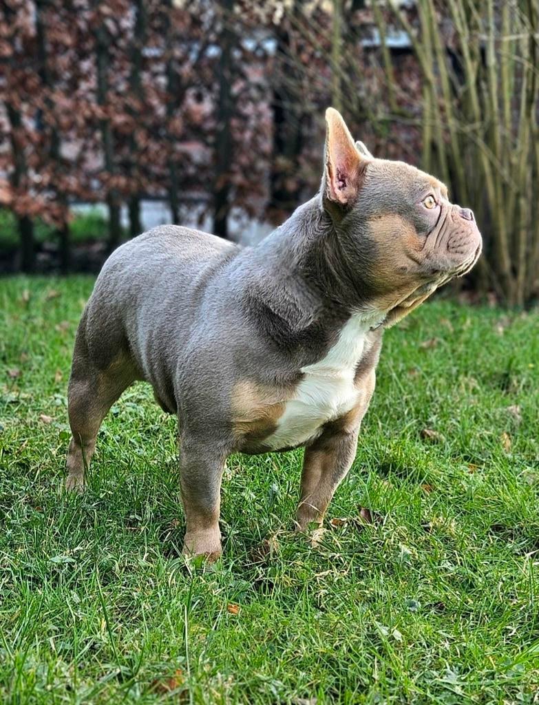 🥰Schitterende Dekreu isabella & tan franse bulldog Sjors 🥰