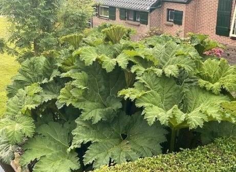 De echte grote gunnera manicata goed geworteld in grote pot, Tuin en Terras, Planten | Tuinplanten, Ophalen, Bodembedekkers, Volle zon
