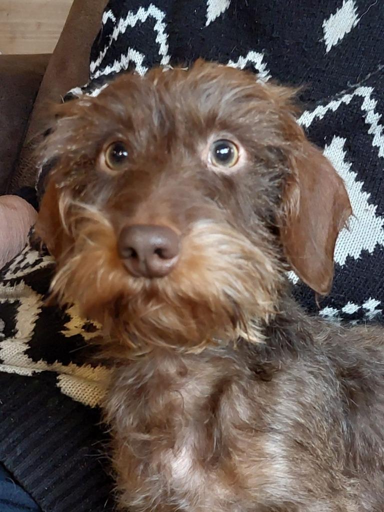 mooie chocotan ruwharige dwergteckel reu ter dekking, Dieren en Toebehoren, Honden | Teckels en Dashonden, Parvo, Reu, 1 tot 2 jaar