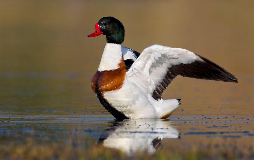 Siereenden, Meerdere dieren, Eend