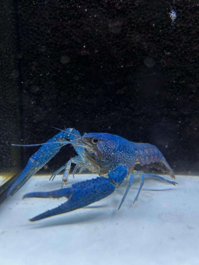 blauwe Florida kreeft, Kreeft, Krab of Garnaal, Zoetwatervis