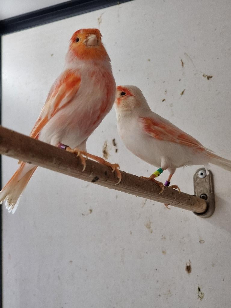 Mooie mannelijke kanaries | Goede zangvogel | Kanarie, Dieren en Toebehoren, Mannelijk, Zangkanarie