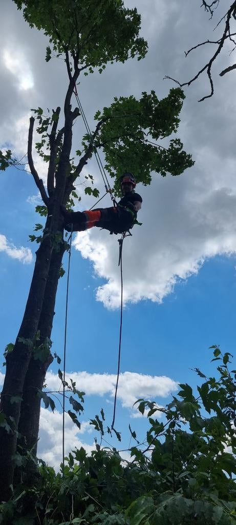 Bomen  snoeien  of rooien  bel 0644842040, Diensten en Vakmensen, Tuinonderhoud of Snoeiwerk