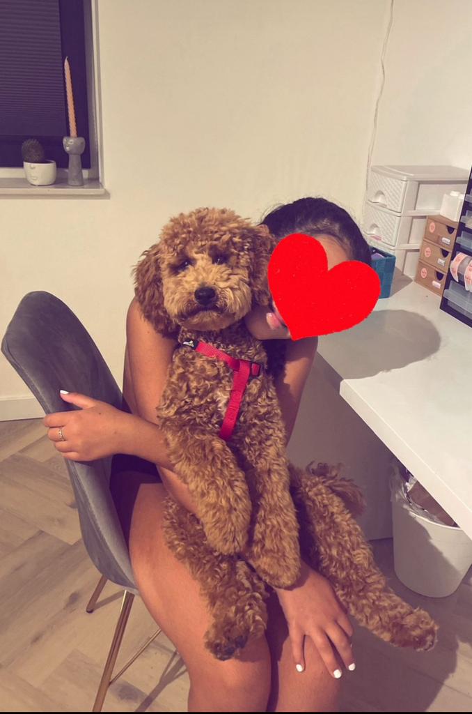 Dekreu Dwergpoedel Kenzo, Dieren en Toebehoren, Honden | Dekreuen, Reu, 1 tot 2 jaar, Parvo, Meerdere