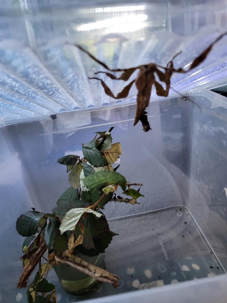3 volwassen mannen extatosoma tiaratum pag 9 flappentak, Dieren en Toebehoren, Wandelende tak