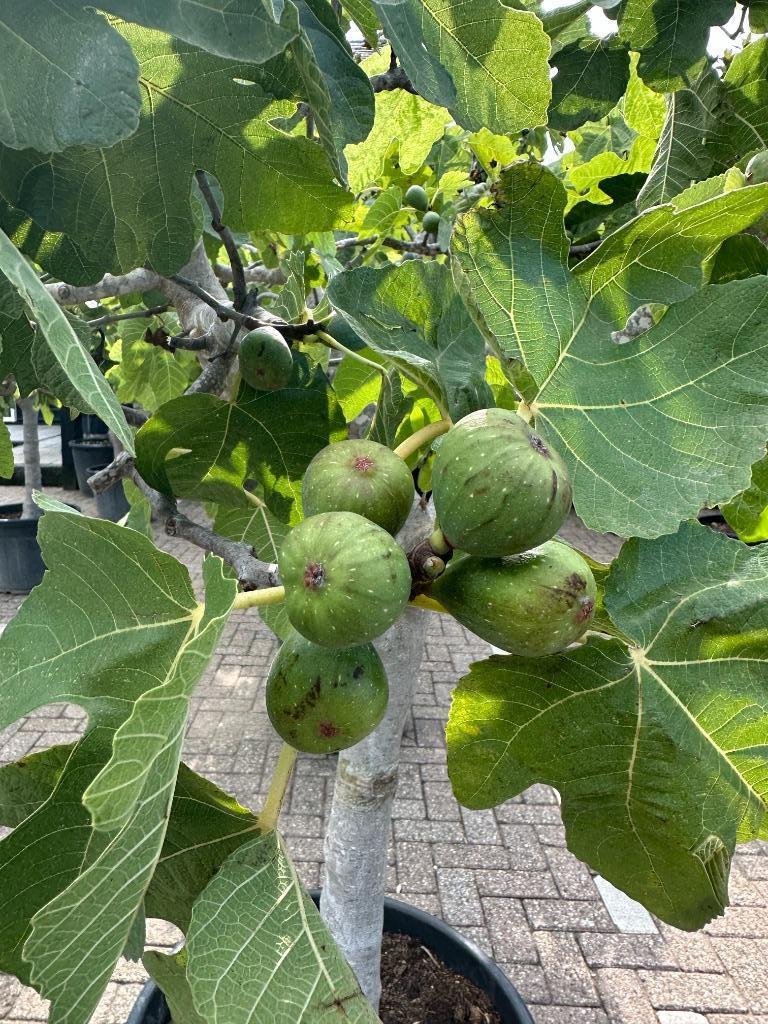 Ficus carica - Vijgenboom met 25/30 cm stamomtrek te koop, 100 tot 250 cm, Zomer, Volle zon, In pot