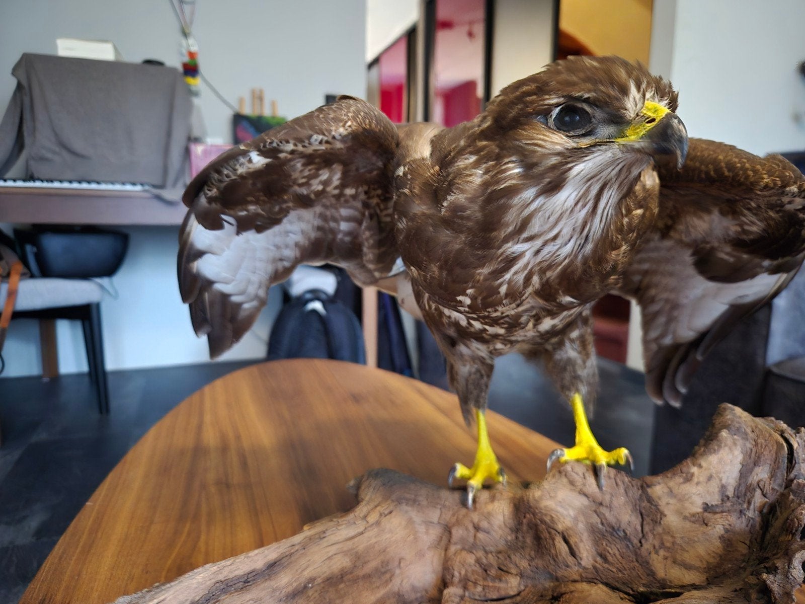 Opgezette Buizerd in perfecte staat op houten sokkel, Verzamelen, Ophalen, Zo goed als nieuw, Vogel, Opgezet dier