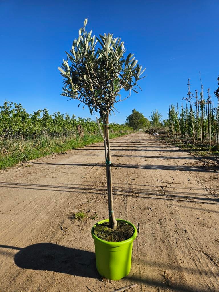 Olijfboompje - Olea europaea op stam 50 cm hoog, Tuin en Terras, Ophalen of Verzenden, Overige soorten, Halfschaduw