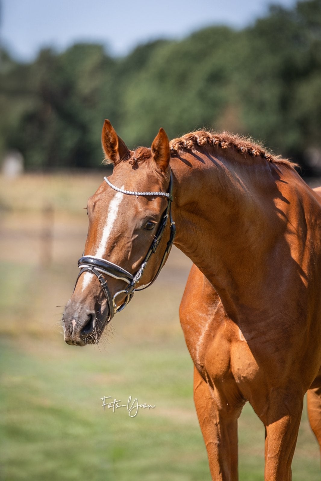 Super brave 3 jarige ruin!, Ruin, Dressuurpaard, 3 tot 6 jaar