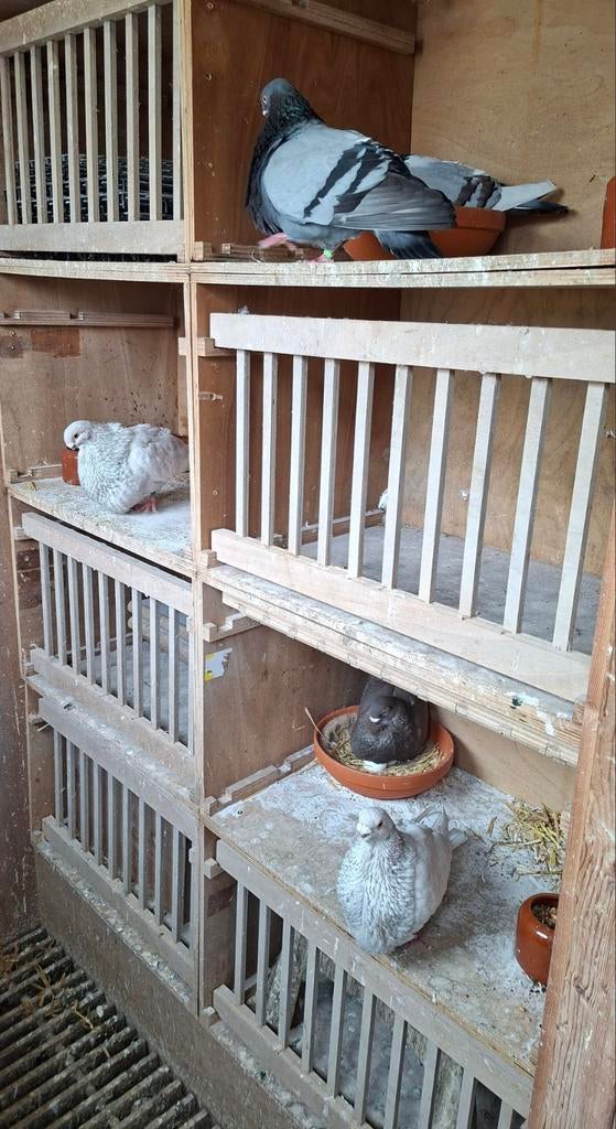 Duiven broedbakken, Dieren en Toebehoren, Vogels | Duiven, Meerdere dieren, Postduif