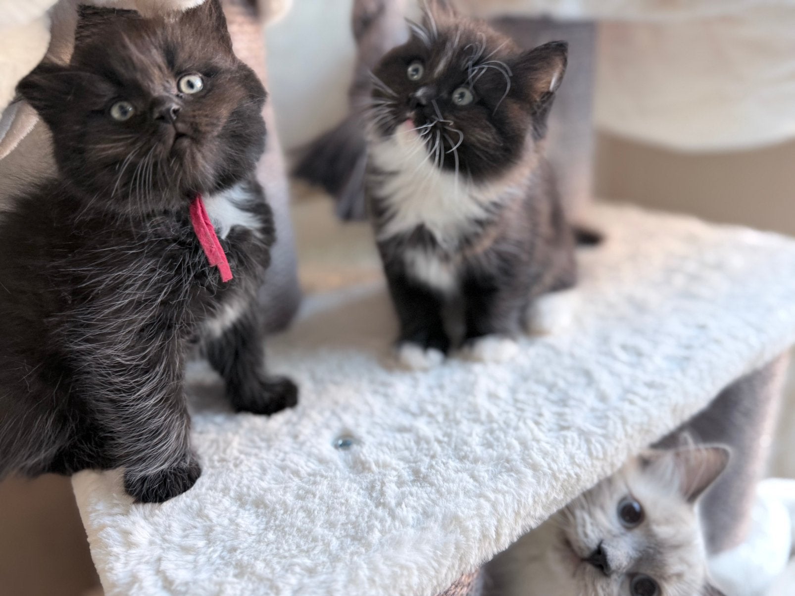 Lieve Ragdolls zoeken huisje, Kater, Gechipt, 0 tot 2 jaar