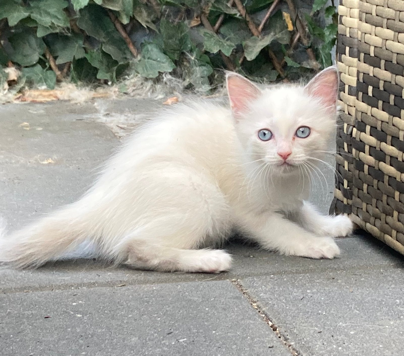 3 ragdoll kittens seal point en tortie, Dieren en Toebehoren, Meerdere dieren, Gechipt, 0 tot 2 jaar