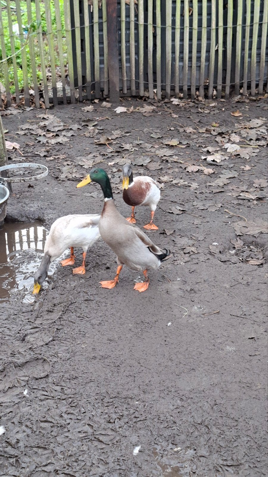 Indische loopeenden (woerden), Dieren en Toebehoren, Mannelijk, Eend