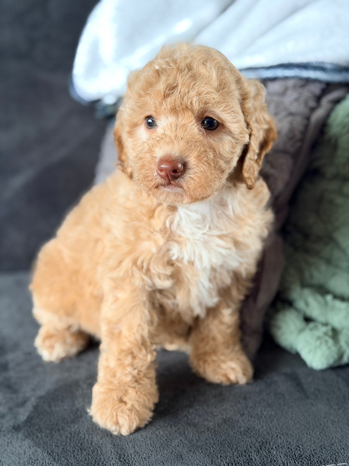 mini labradoodle pup teefje te koop! IK MAG VERHUIZEN!, Dieren en Toebehoren, Honden | Chihuahua's en Gezelschapshonden, Meerdere dieren