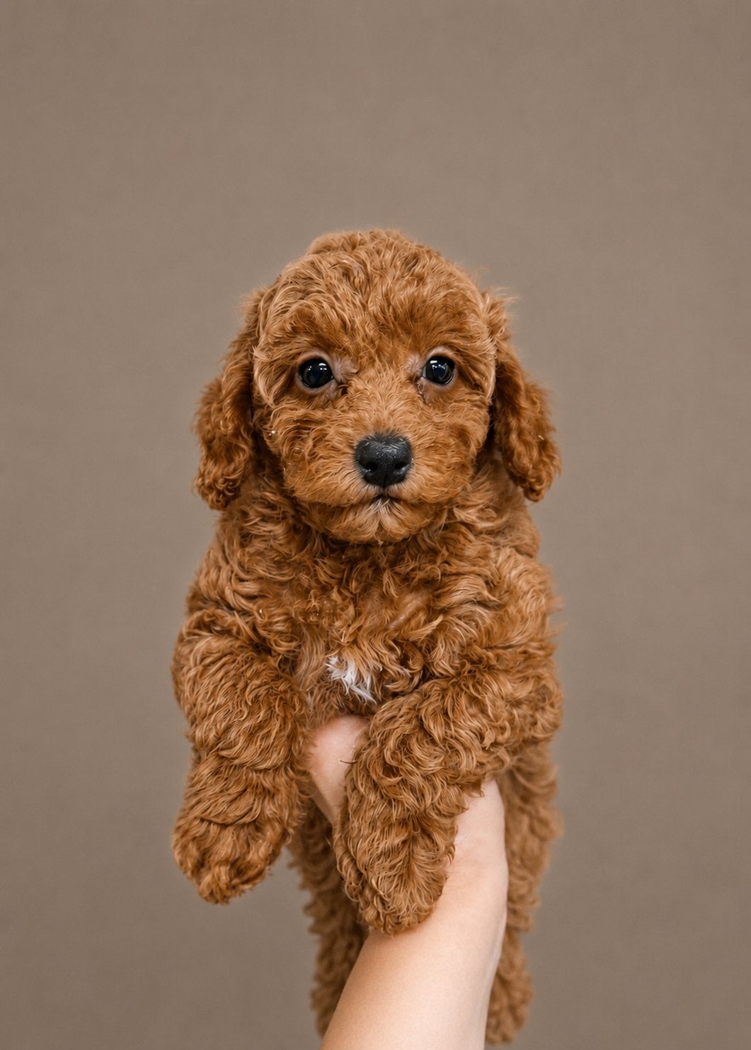 Toy x dwerg poedel pups abrikoos, Dieren en Toebehoren, Parvo, Nederland, Overige rassen, 8 tot 15 weken