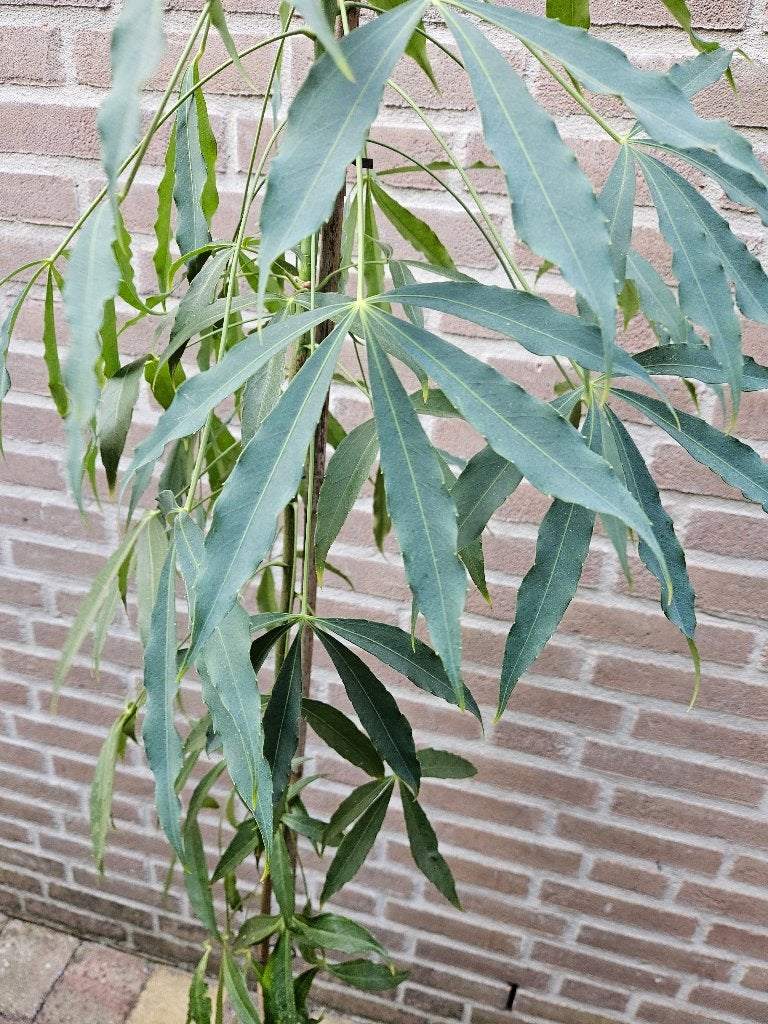 Metapanax delavayi, Tuin en Terras, Planten | Tuinplanten, Ophalen, Overige soorten, Volle zon
