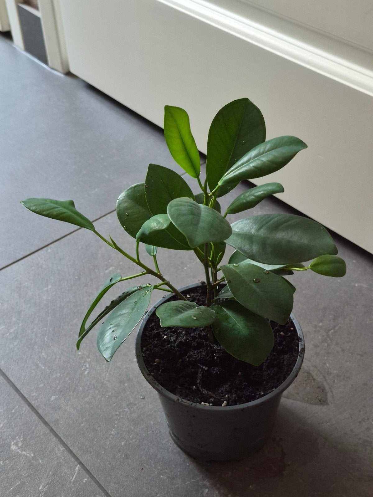 Mooie Ficus - diverse stekken aanwezig, Ophalen, Ficus, Halfschaduw, Minder dan 100 cm