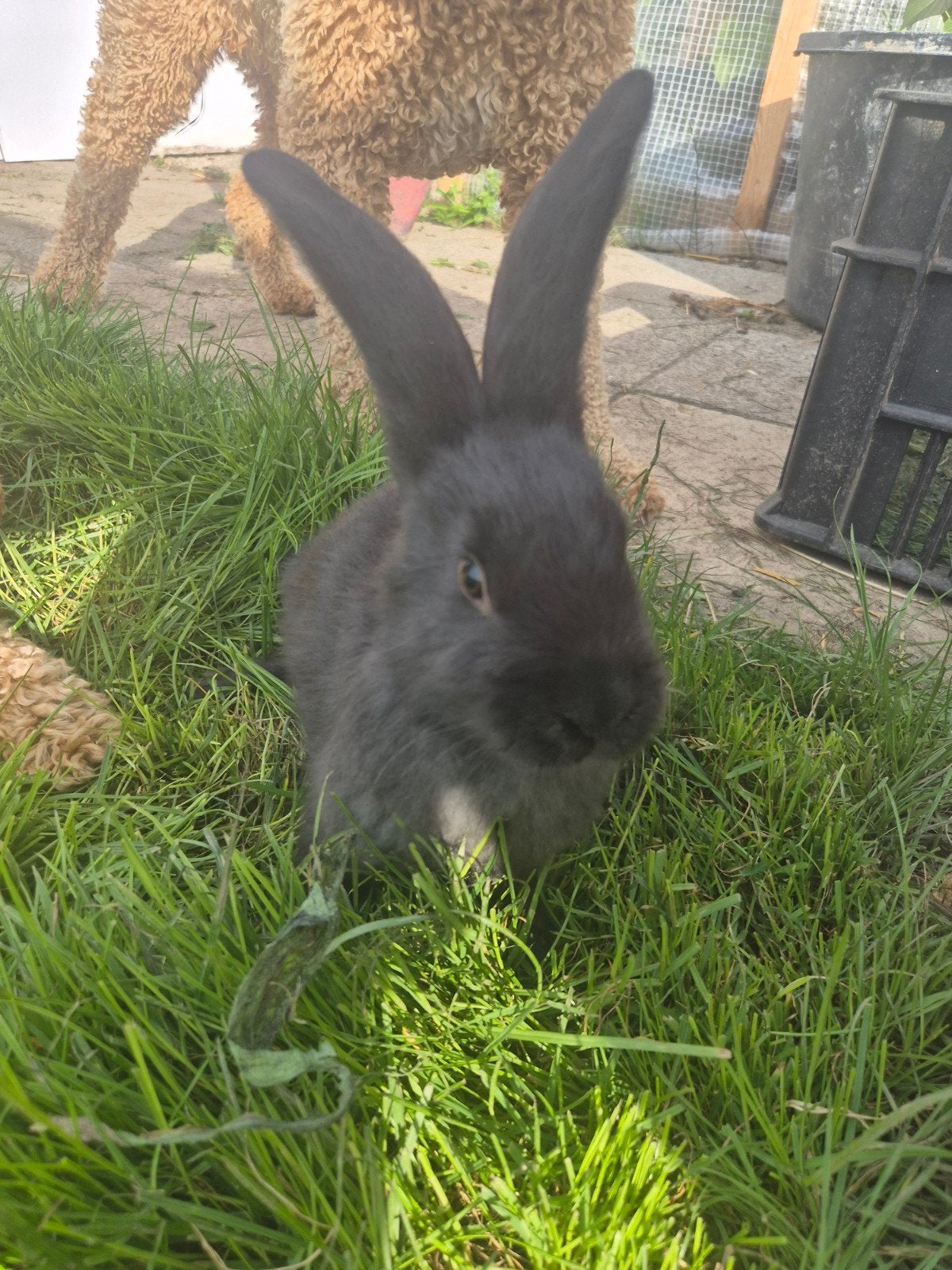 Duitse reus, Dieren en Toebehoren, April, Meerdere dieren, Overige typen