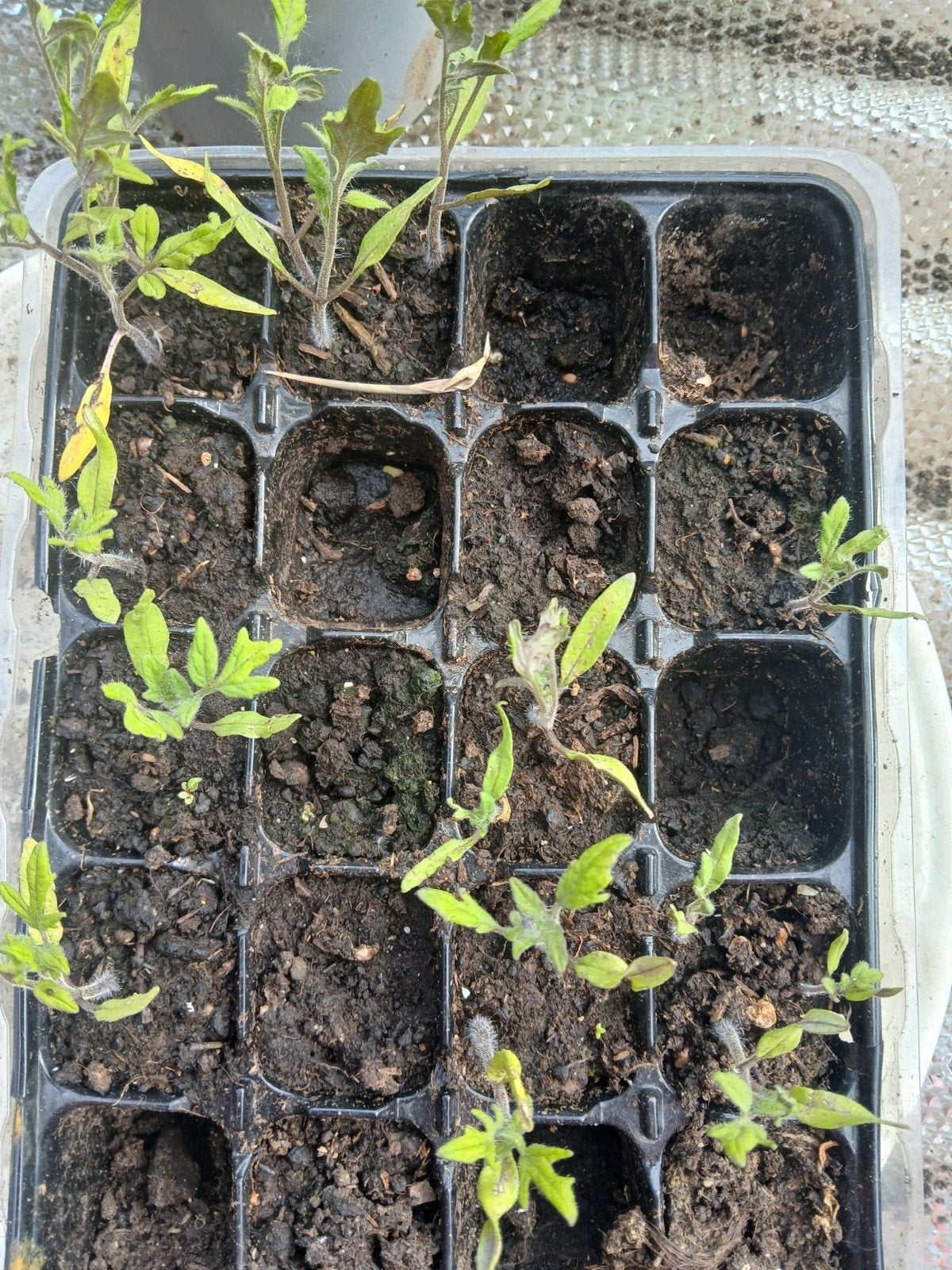De laatste tomaten plantjes GRATIS, Ophalen of Verzenden, Eenjarig, Groenteplanten, Volle zon