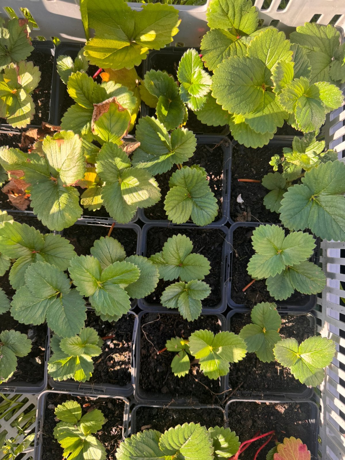 Aardbei stekjes toscana bio, Tuin en Terras, Ophalen, Eenjarig, Volle zon