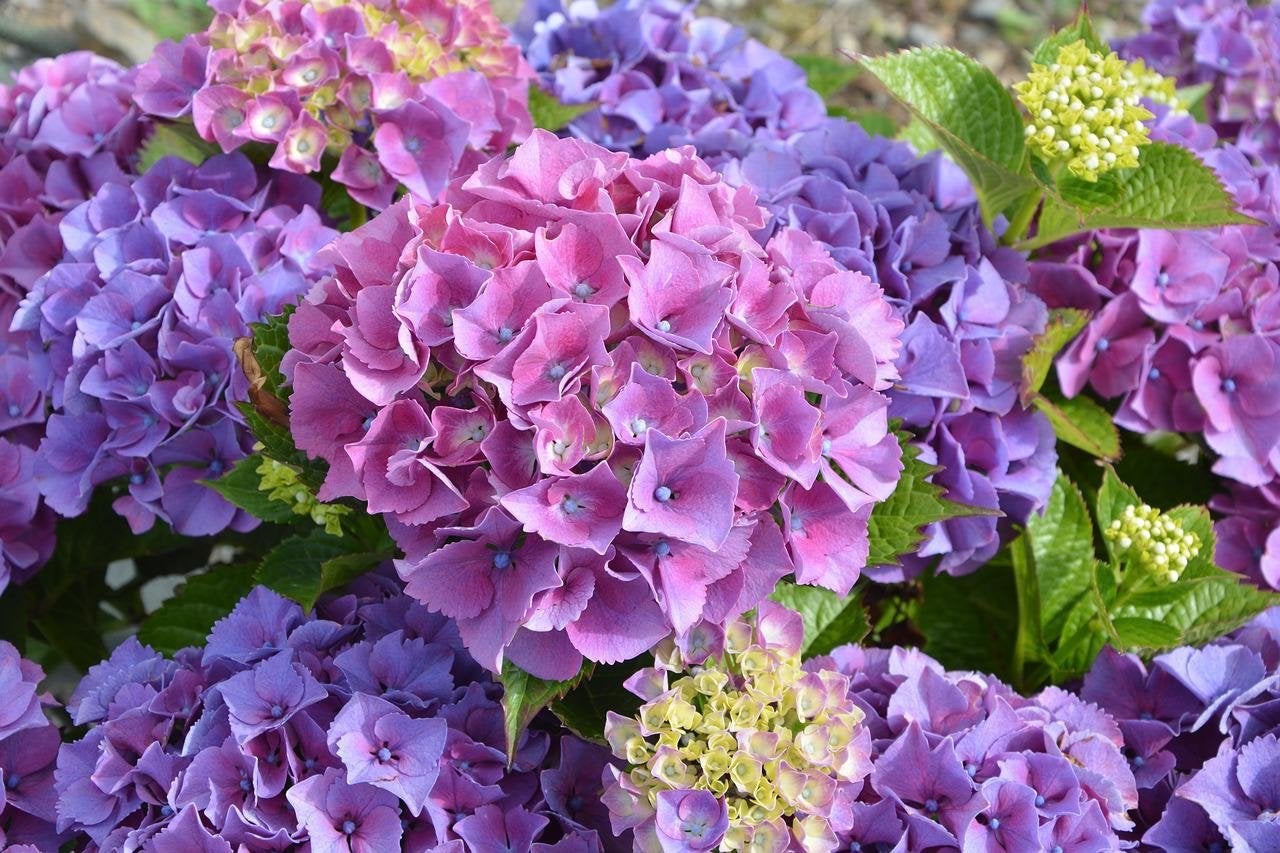 Hortensia (Hydrangea macrophylla) - Diverse kleuren, Tuin en Terras, Planten | Tuinplanten, Vaste plant, Halfschaduw, Zomer, Ophalen