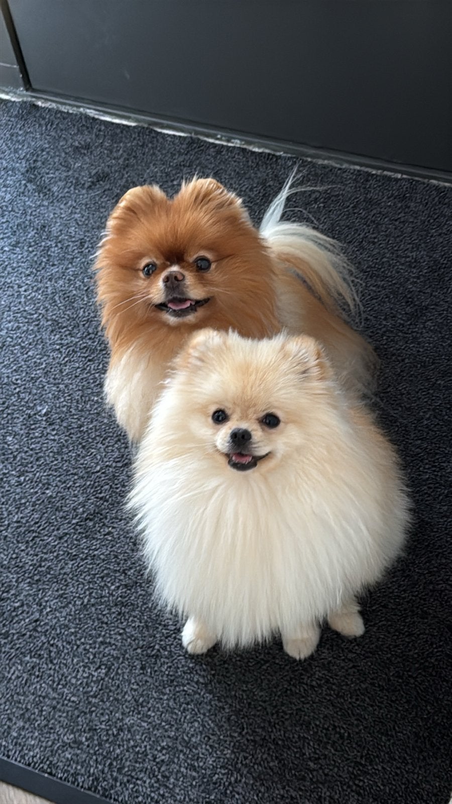 Pomeriaan, Dieren en Toebehoren, Honden | Niet-rashonden, Reu, Parvo, Meerdere, Nederland