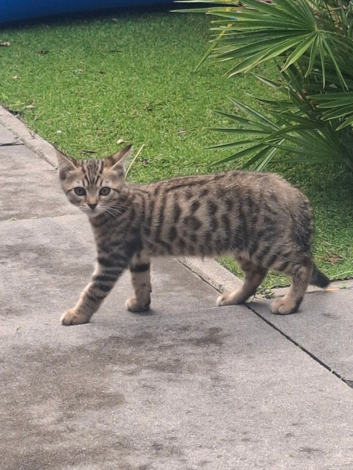Kittens Bengaal/Britse Korthaar, mogen het nest verlaten, Dieren en Toebehoren, Meerdere dieren