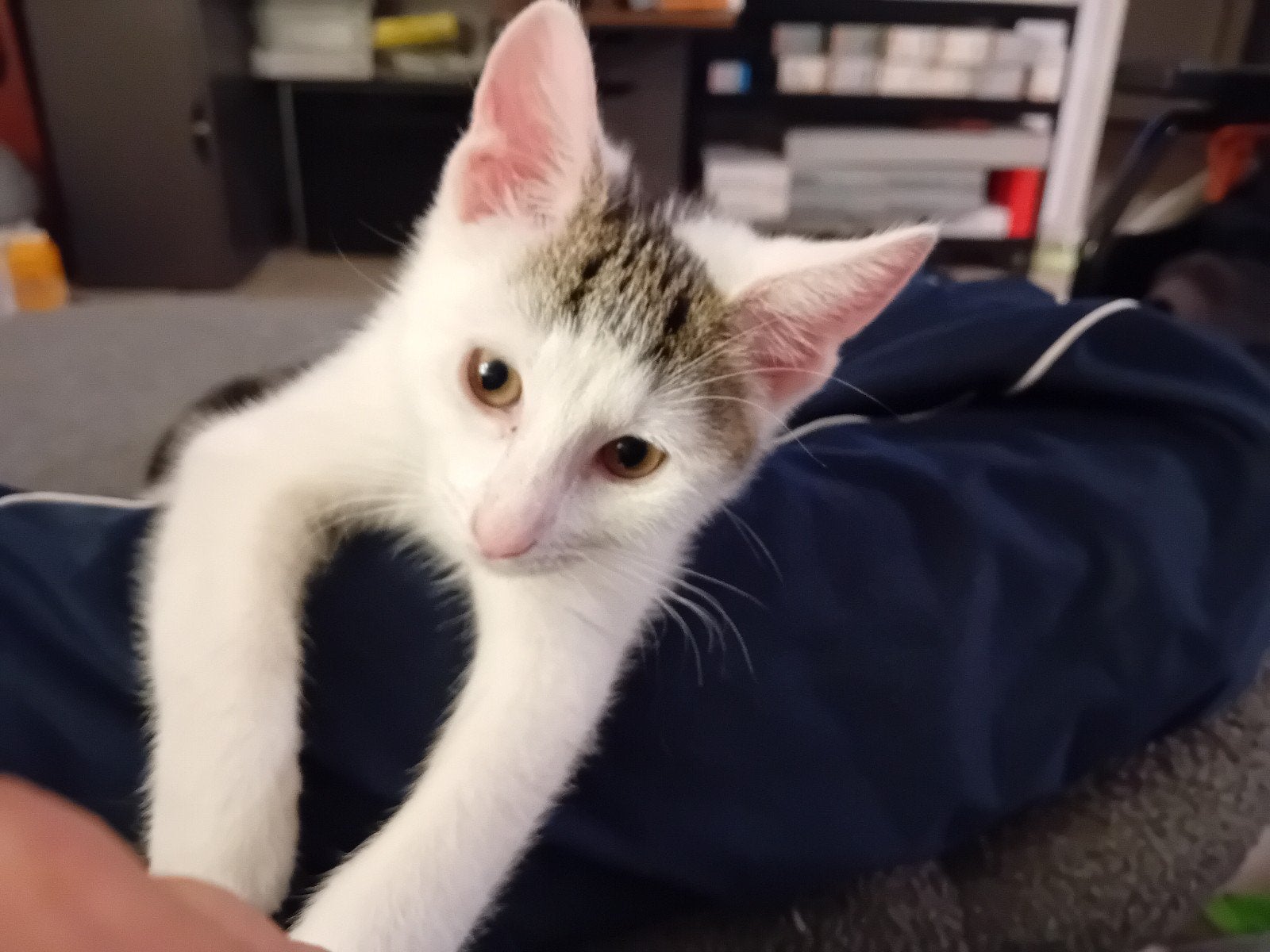 kitten 3 maanden plus. lezen, Kater