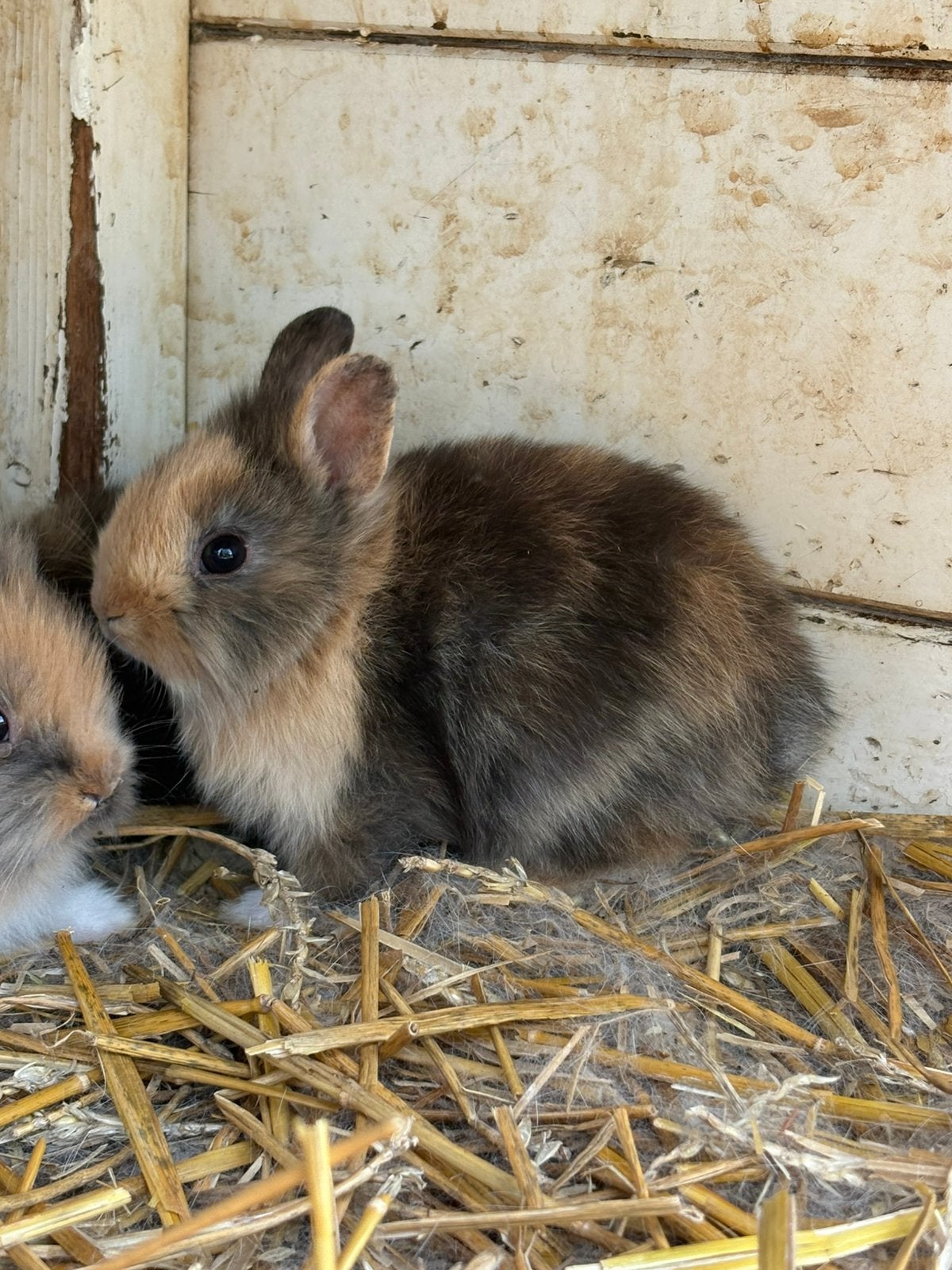 Baby konijntjes, Dieren en Toebehoren, Konijnen, Meerdere dieren, Dwerg