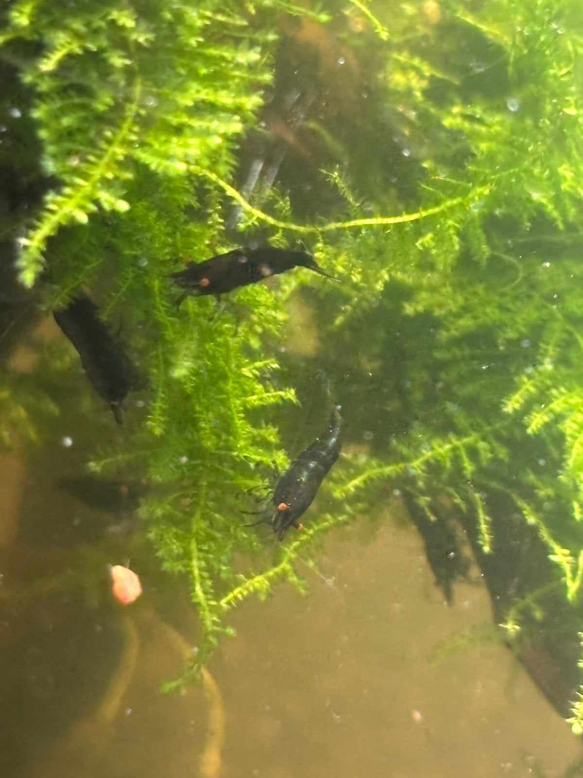 Blue Sapphire Orange Eye high grade neocaridina garnalen, Dieren en Toebehoren, Kreeft, Krab of Garnaal