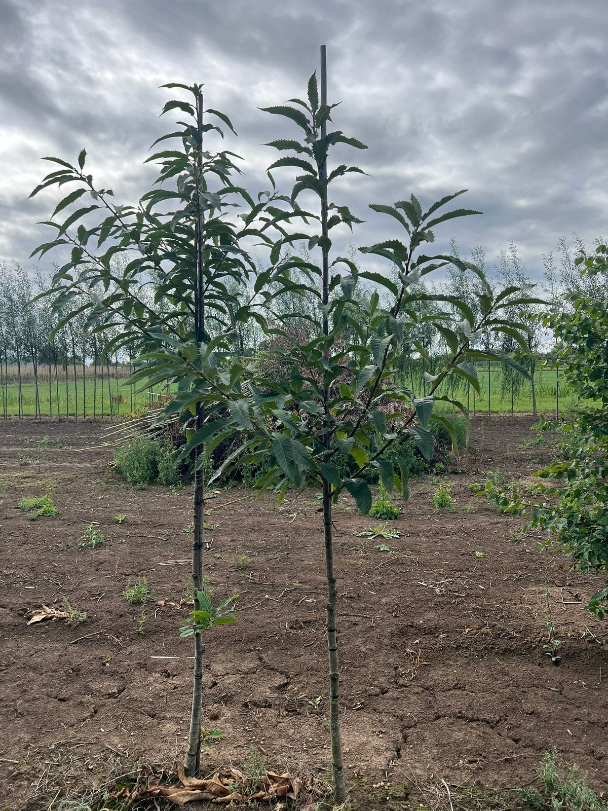 Castanea sativa tamme kastanje boom klein, Ophalen, Overige soorten, 100 tot 250 cm