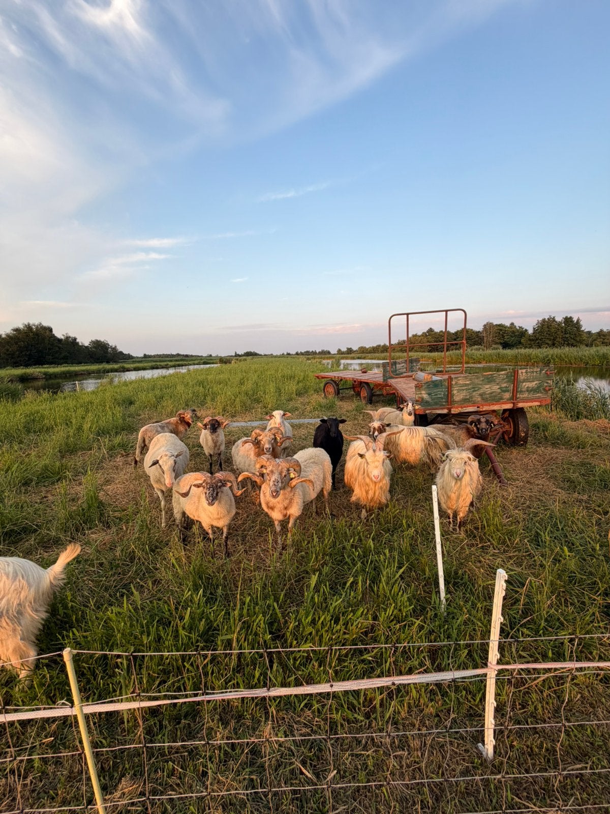 Dekrammen drenst heideschaap en schoonebeker te huur/te koop, Dieren en Toebehoren, Schapen, Geiten en Varkens, Mannelijk, Schaap